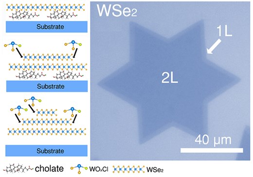 Controlled Growth of Large-Area Bilayer Tungsten Diselenides with Lateral P-N Junctions