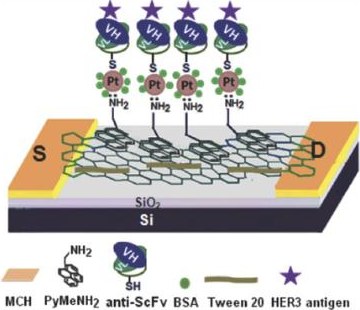 Genetically Engineered Antibody Functionalized Platinum Nanoparticles Modified CVD-Graphene Nanohybrid Transistor for the Detection of Breast Cancer Biomarker, HER3