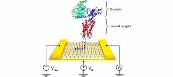 The C-terminus of the mu opioid receptor is critical in G protein interaction as demonstrated by a novel graphene biosensor