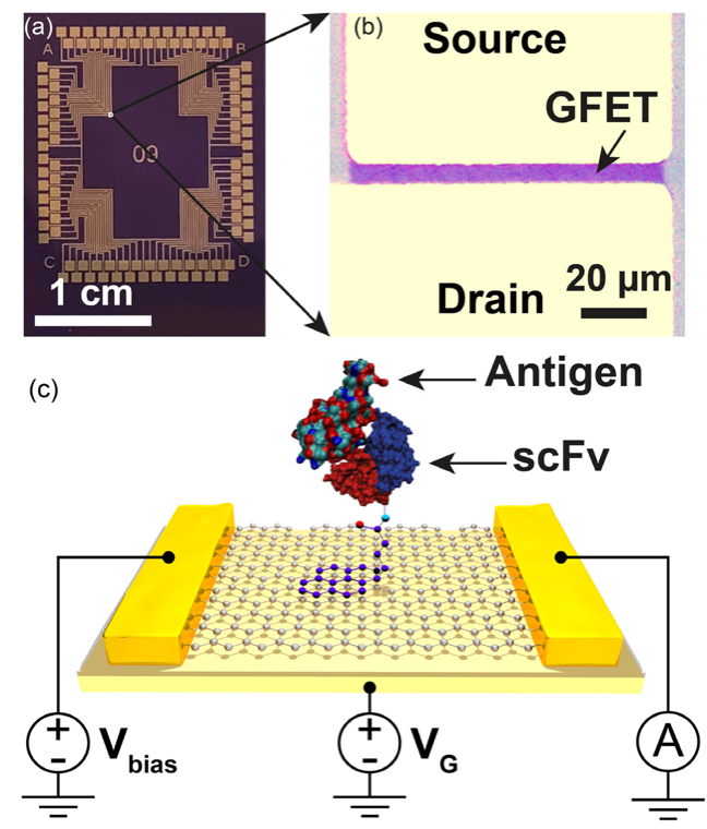 Graphene Field-Effect Biosensor Arrays
